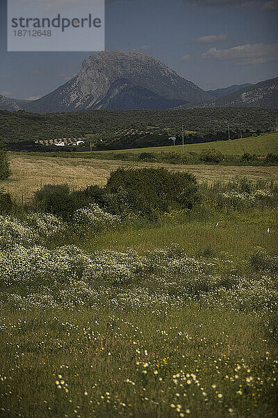 Der Berg Sierra el Pinar bildet den Hintergrund für die Landschaft in Prado del Rey  Provinz Cádiz  Andalusien  Spanien.