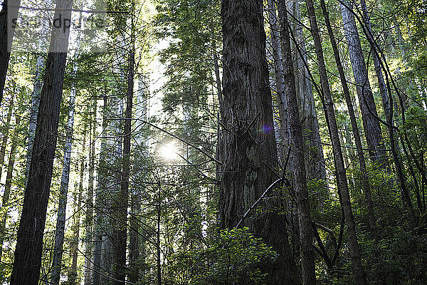Lens Flare unter Mammutbäumen in Kalifornien