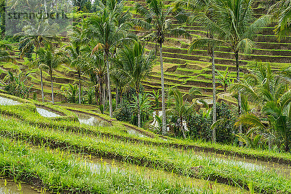 Kokospalmen inmitten der Reisfelder