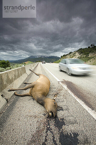 Dunkles Bild eines Elchs  der beim Versuch  eine Autobahn in Utah zu überqueren  getötet wurde.