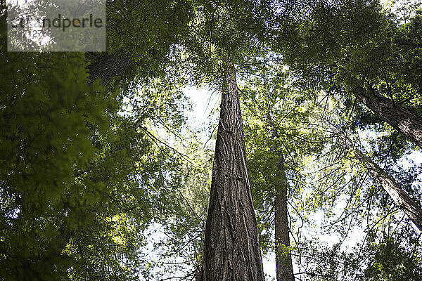 Mammutbäume im California State Park