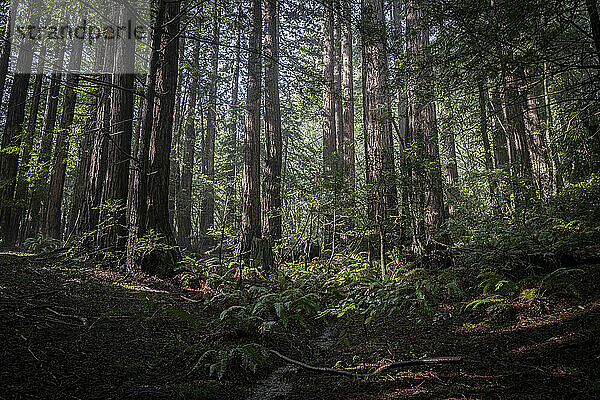 Redwood-Bäume und Farne