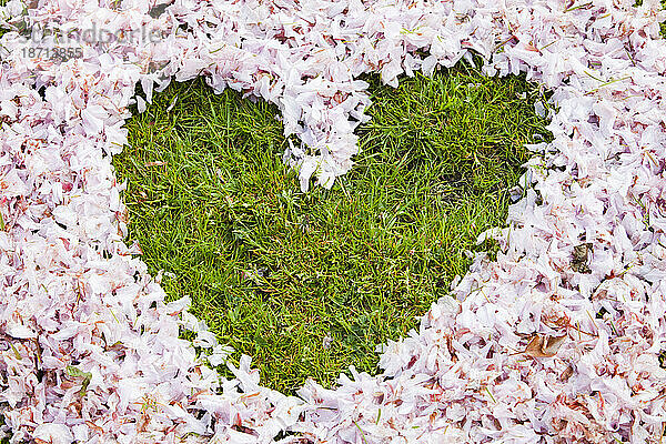 Kirschblüte in Form eines Herzens auf einem Spielfeld in Ambleside  Großbritannien.