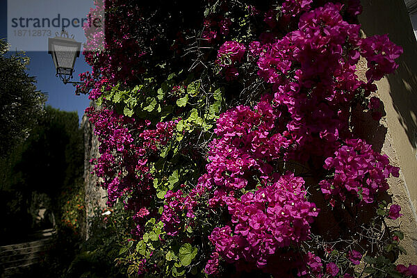 Bugambilia-Pflanzen schmücken den Schlosspalast Los Ribera im Dorf Bornos  Provinz Cádiz  Andalusien  Spanien.