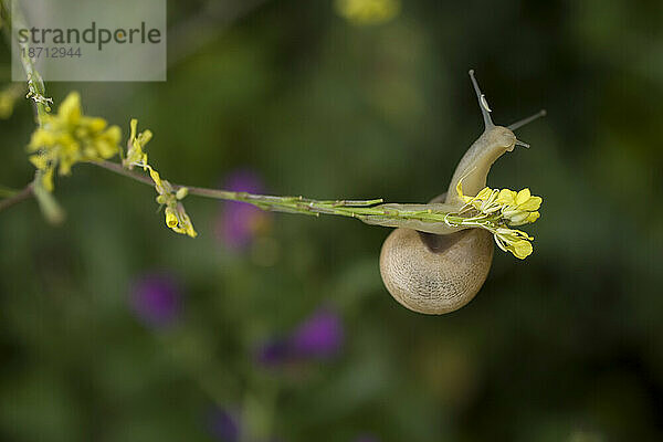 Eine Schnecke klammert sich an einen Zweig in Prado del Rey  Provinz Cádiz  Andalusien  Spanien.