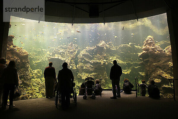 Silhouette von Menschen  die vor dem Steinhart Aquarium an der California Academy of Sciences  San Francisco  Kalifornien  stehen.