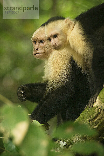 Weißkopfkapuzineraffen in Manuel Antonio  Costa Rica.