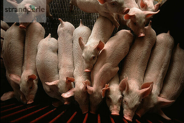 Auf einer Schweinefarm in Noth Carolina drängten sich Schweine zusammen  was auf Probleme und Bedenken in der Schweinehaltung im großen Maßstab hinweist.