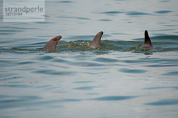 Ein Delphin taucht aus den Gewässern der Barataria-Bucht auf und zeigt das klebrige  emulgierte Öl  das an seiner Rückenflosse klebt.