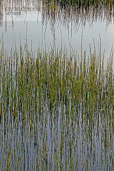Schachtelhalm (Equisetum fluviatile) erzeugt ein auffälliges grafisches Muster im Teich an der Flying Point Road in Freeport  Maine.