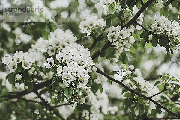 Nahaufnahme der Zweige eines Baumes  der im Frühling mit weißen Blüten bedeckt ist.