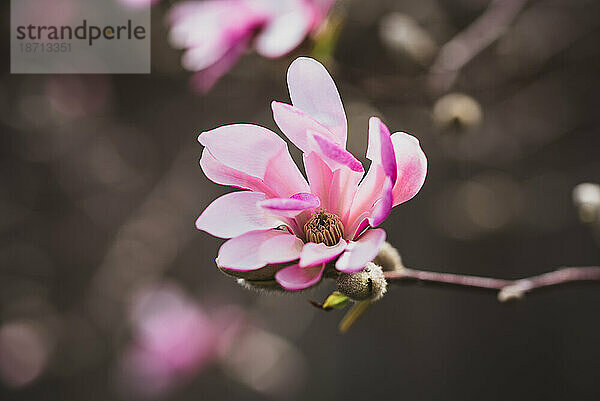 Nahaufnahme einer Blume auf einem Magnolienbaum mit verschwommenem Hintergrund.