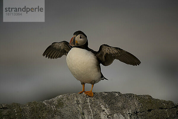 Papageitaucher (Fratercula arctica)  die Hauptattraktion auf Eastern Egg Rock Island  Maine.