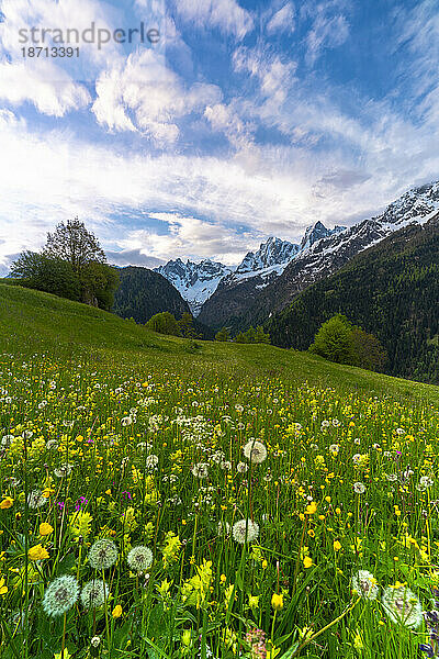 Piz Badile und Cengalo aus Wildblumenfeldern  Soglio  Schweiz