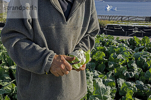 Ein Gärtner erntet Blumenkohl an der landwirtschaftlichen Forschungsstation in Upernaviarsuk  Grönland.