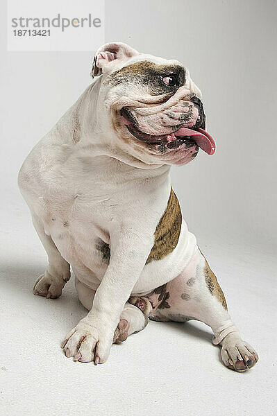 Eine weiß-braune Bulldogge lässt ihre Zunge heraushängen  während sie mit ausgebreiteten Beinen sitzt.