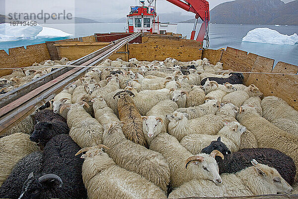 Ein Lastkahn transportiert 600 Schafe zum Schlachthof in Narsaq  Grönland.