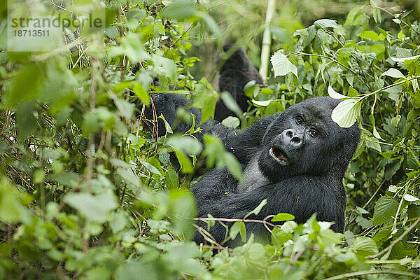 Berggorilla  erwachsener Mann  Ruanda