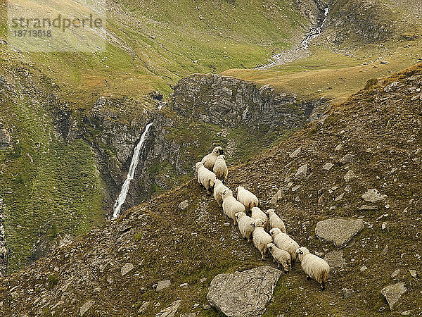 Eine Herde Bergschafe steigt einen Pfad im abgelegenen Nanztal in den Schweizer Walliser Alpen hinauf. Im Hintergrund ein kleiner Gebirgsbach und ein Wasserfall.