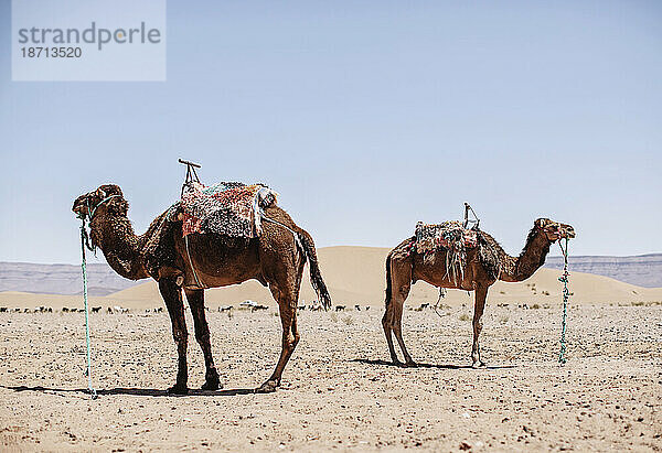 Zwei Kamele stehen einander abgewandt in der Wüste Marokkos