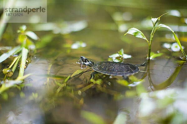 Seitenwinkel der Western Painted Turtle im Teichlebensraum.