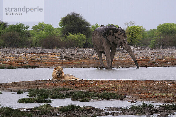Lion (Leo Panthera)  and Elephant (Loxodonta africana) at Waterhole  Etosha National Park  Kunene Region  Namibia