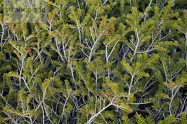 Detail der Zweige kleiner  windgepeitschter Nadelbäume in einem alpinen Becken in der Never Summer Wilderness  Colorado.