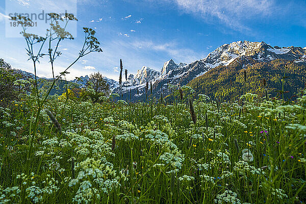 Piz Badile und Cengalo im Frühling  Val Bregaglia  Schweiz