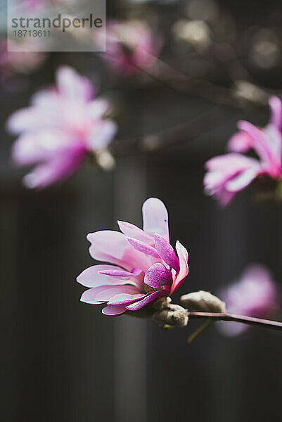 Nahaufnahme einer Blume auf einem Magnolienbaum mit verschwommenem Hintergrund.