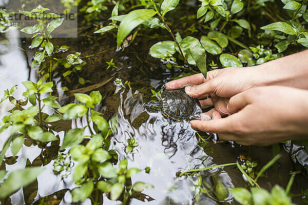 Biologe lässt eine Western-Schildkröte am Rande eines Sees frei.