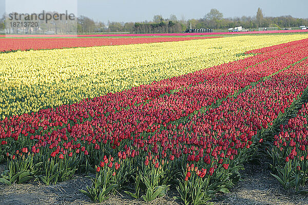 Rote und gelbe Tulpenfelder in Holland im Frühling.