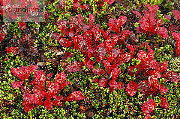 Rotblättrige Pflanzen in der Tundra in Alaska.