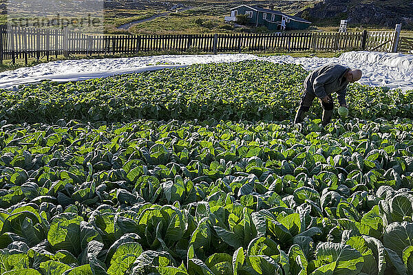 Ein Gärtner erntet Kohl an der landwirtschaftlichen Forschungsstation in Upernaviarsuk  Grönland.