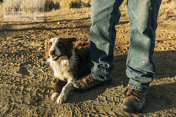 Border-Collie-Hund mit Rancher