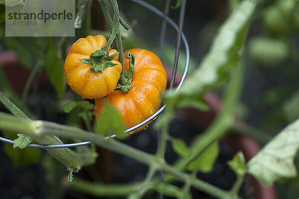 Zwei Bio-Tomaten tropfen mit Wasser an einer Weinrebe in einem Hausgarten in Seattle  Washington.