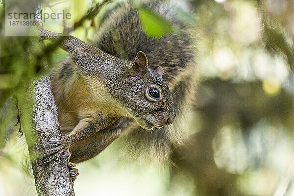 Schönes Eichhörnchen aus nächster Nähe auf einem Ast im Regenwald