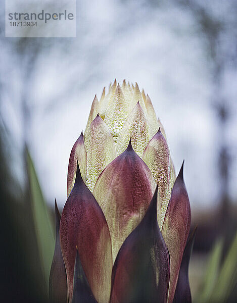 Yucca-Blütenknospe.