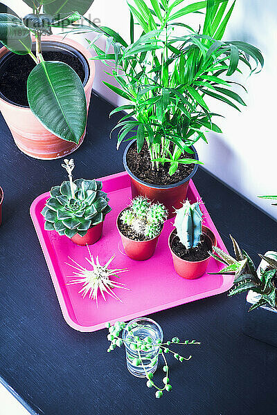 Draufsicht auf mehrere grüne Blattpflanzen auf einem Holztisch