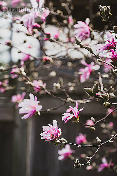 Blumen auf einem blühenden Magnolienbaum mit verschwommenem Hintergrund.