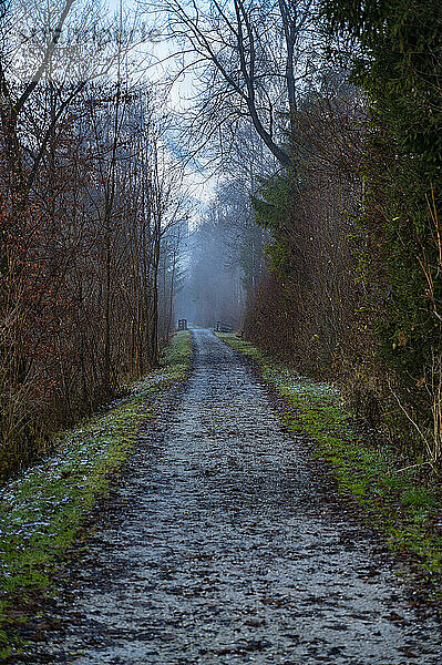 Schmale Straße an einem Wald in der Nähe von Innsbruck / Österreich