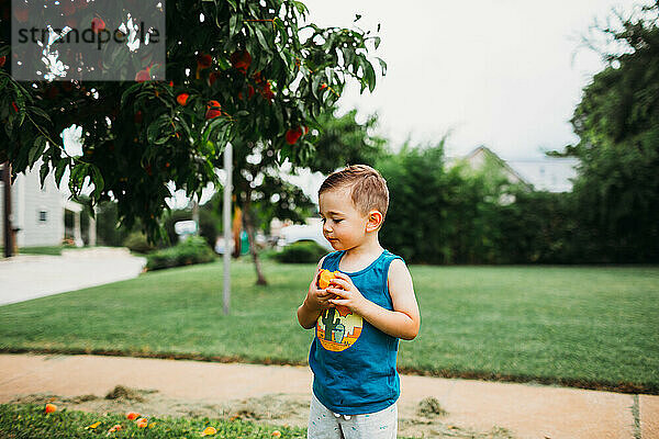 Kleiner Junge steht im Vorgarten und isst frisch gepflückte Pfirsiche