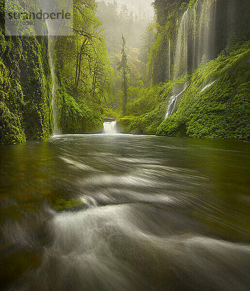 Eine Vielzahl beeindruckender Wasserfälle  die durch den üppigen gemäßigten Regenwald in Oregon stürzen.