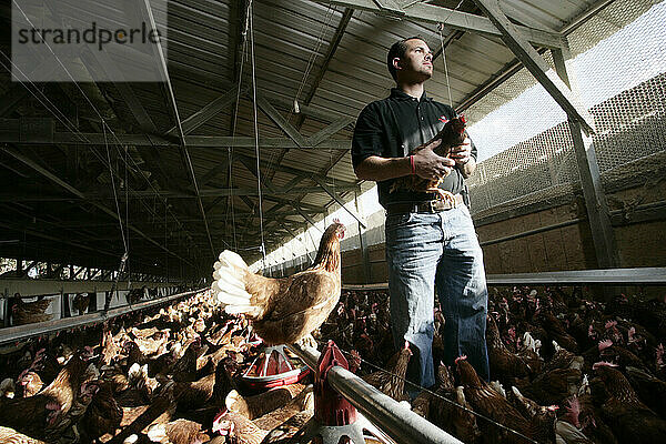 Ein Mann hält ein Huhn auf einer Hühnereierfarm in der Nähe von San Diego  Kalifornien.