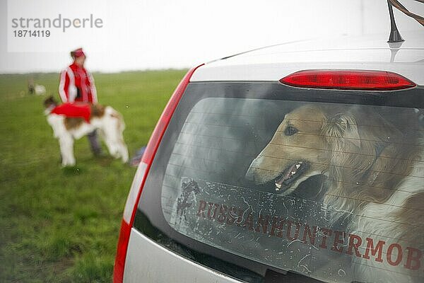 Hund schaut aus dem Auto