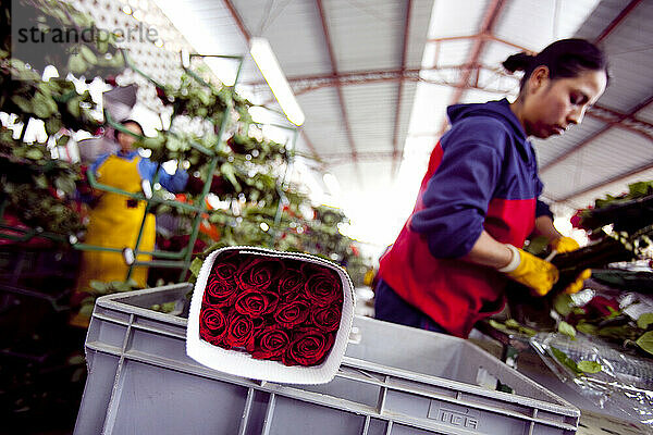 Frauen bereiten Fair-Trade-Rosen für den Valentinstag auf der Nevado Rose Farm in Latacunga  Ecuador  vor.