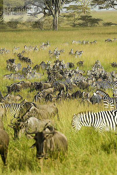Die Gnus- und Zebrawanderung beginnt im Serengeti-Nationalpark im Norden Tansanias.