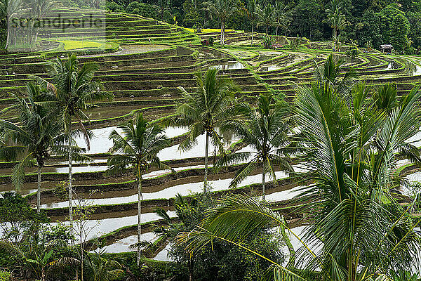 Balinesische Reisfelder mit Kokospalmen in der Mitte