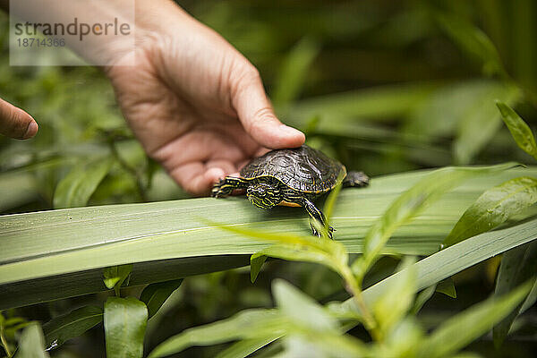 Biologe setzt eine Western-Schildkröte zurück in ihre Umgebung.