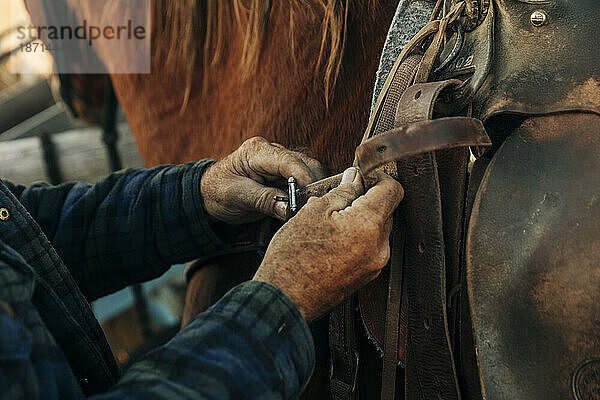 Rancher passt die Gurte des Pferdegeschirrs an