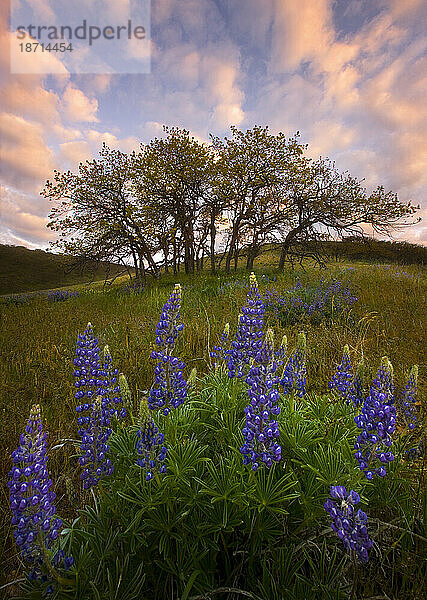 Eine wunderschöne Darstellung von Lupinen-Wildblumen ergänzt die Eichen und einen lebendigen Sonnenaufgangshimmel.